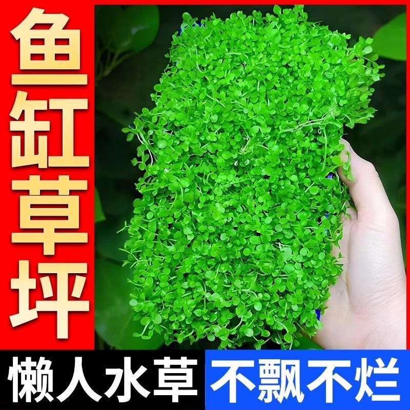 水草鱼缸专用造景摆件莫斯植物爬地矮珍珠日本趴地增氧高珍珠水草