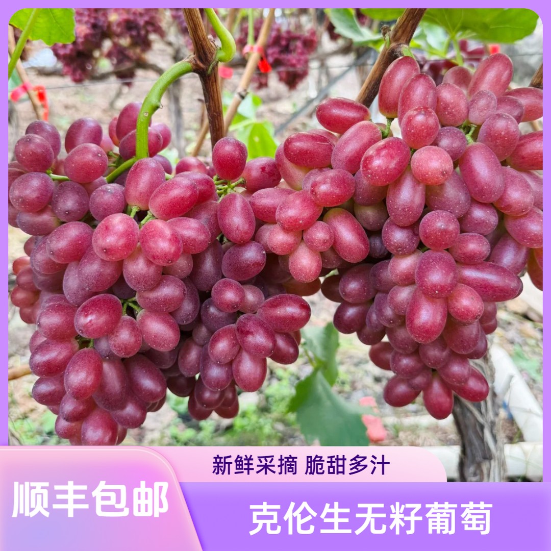 顺丰现摘克伦生无籽葡萄脆甜爆汁新鲜采摘产地直发