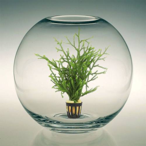 鹿角榕水草植物真草增氧懒人水榕沉木鹿角铁皇冠水草鱼缸造景