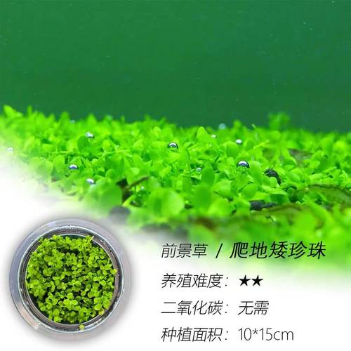 爬地矮珍珠阴性水草前景草坪懒人鱼缸造景净化水质无菌前景矮水草