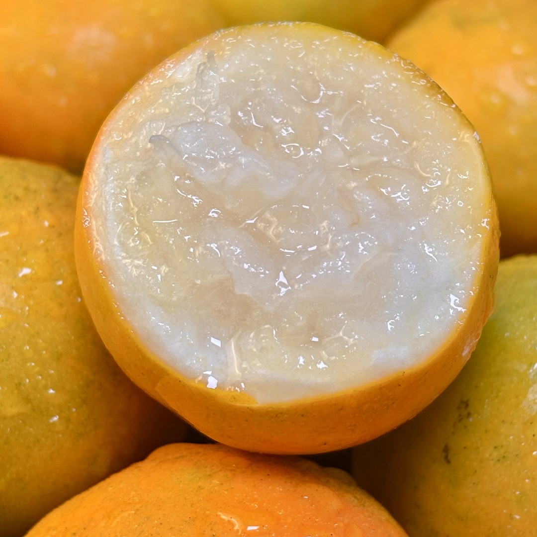 脆蜜金柑融安果肉细嫩无籽化渣多汁果汁丰富蜜甜金桔升级版