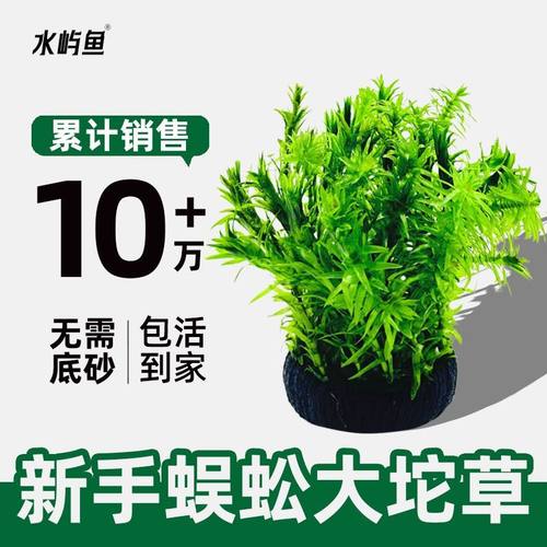 水屿鱼水草蜈蚣大坨草鱼缸增氧植物水培绿植新手懒人造景无需底砂