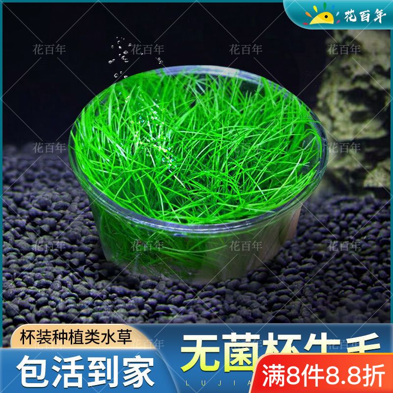 日本迷你牛毛矮珍珠阴性淡水草植物鱼缸造景鲜活中前景草坪无菌杯