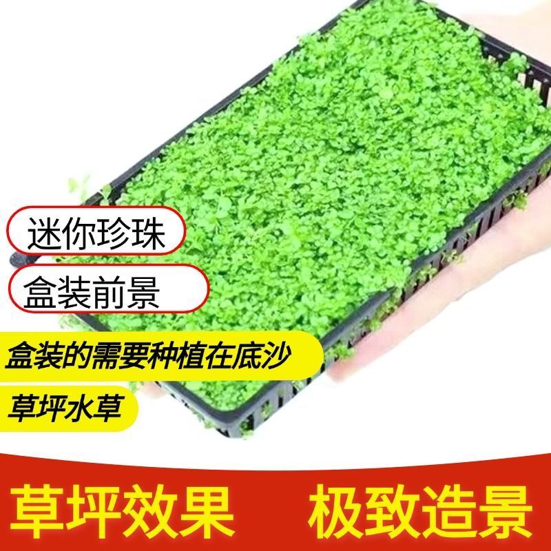 阴性水草鱼缸真草爬地矮珍珠懒人造景前景矮草坪迷你矮无需大坨草
