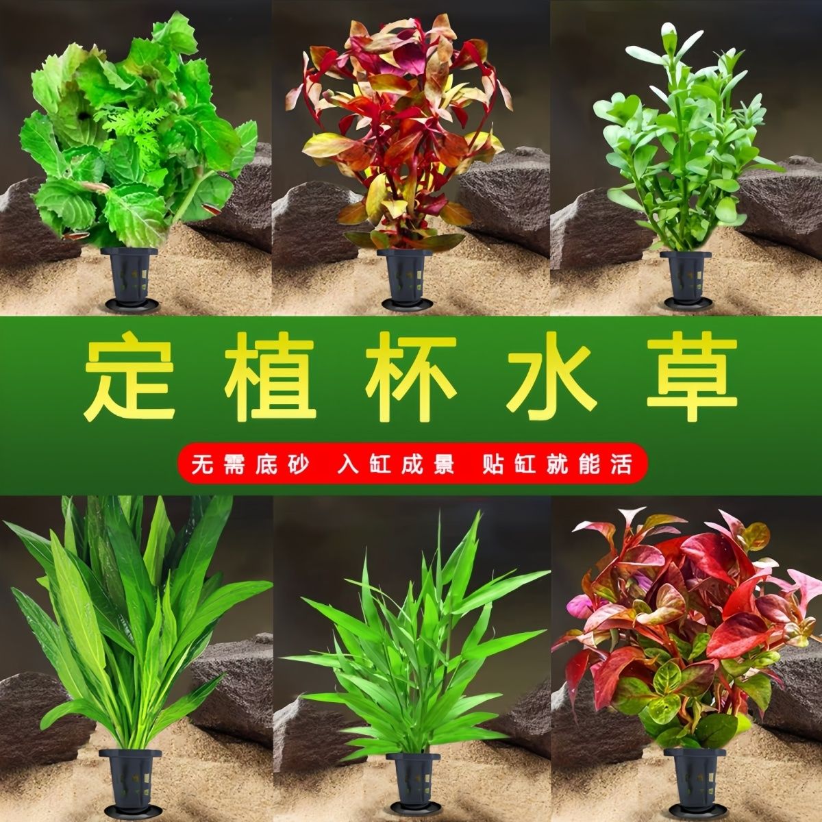 鱼缸造景水培植物真草阴性水草绿菊增氧后景懒人套餐新手净化水质