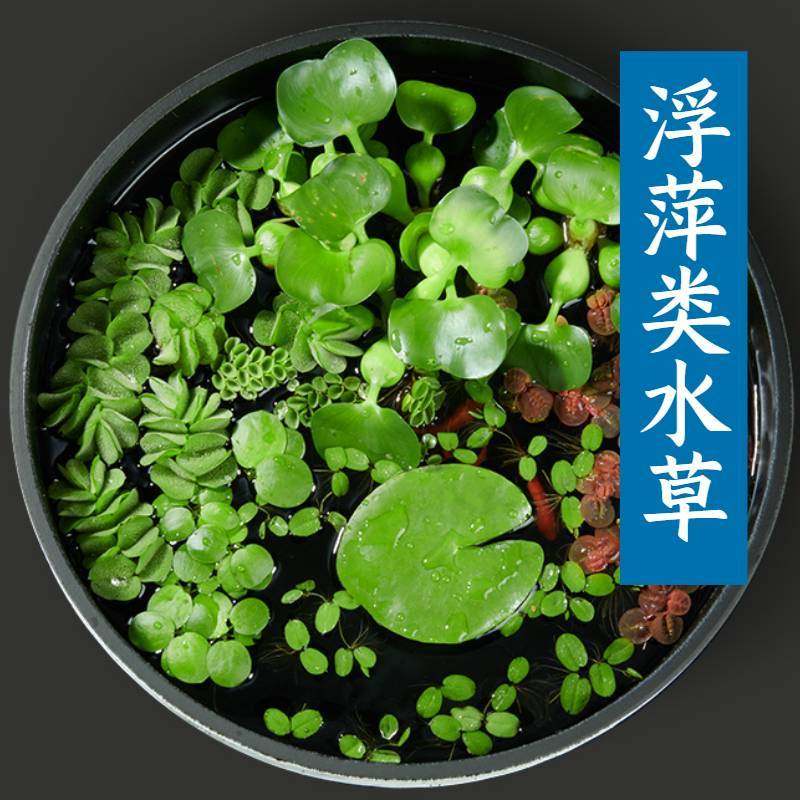 鱼缸浮萍水草无土活体水培种子龟缸绿植养鱼养龟净化水质水生植物