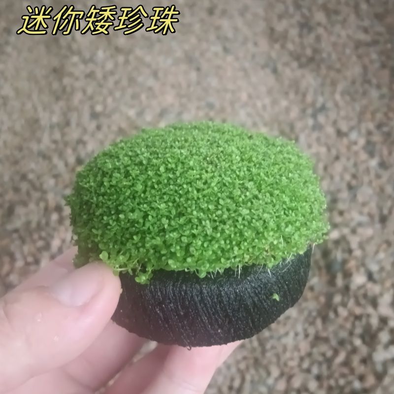 大坨水草珍珠坨草系列爬地矮迷你矮日本矮鹿角矮日本高珍珠牛毛