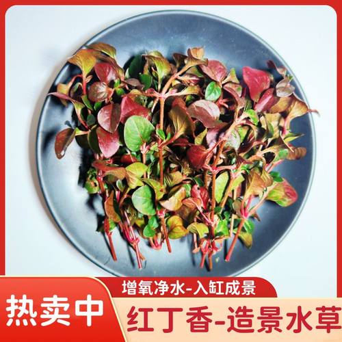红丁香水草造景鱼缸装饰火山石增水鱼缸造景新手真水草