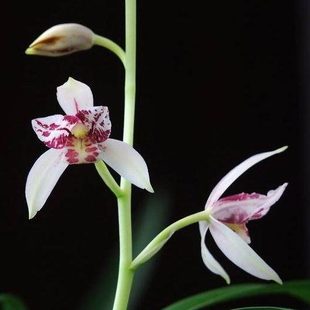 【冯达锋国兰】兰花苗建兰：雪舞红尘