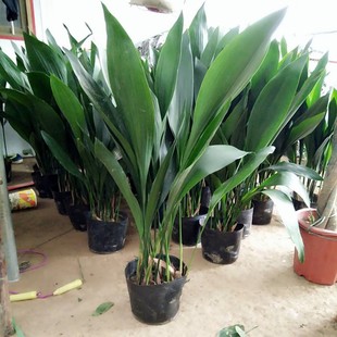 一叶兰盆栽室g内室外绿植观叶万年青四季常青净化空气观叶耐寒