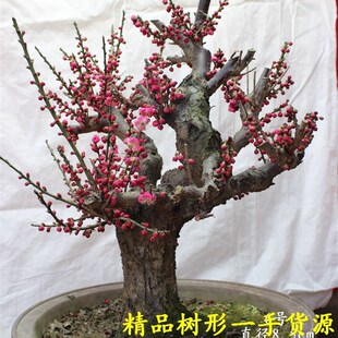 原生梅花盆景盆栽红梅老桩绿萼梅朱砂梅树桩带花苞发货一物一拍