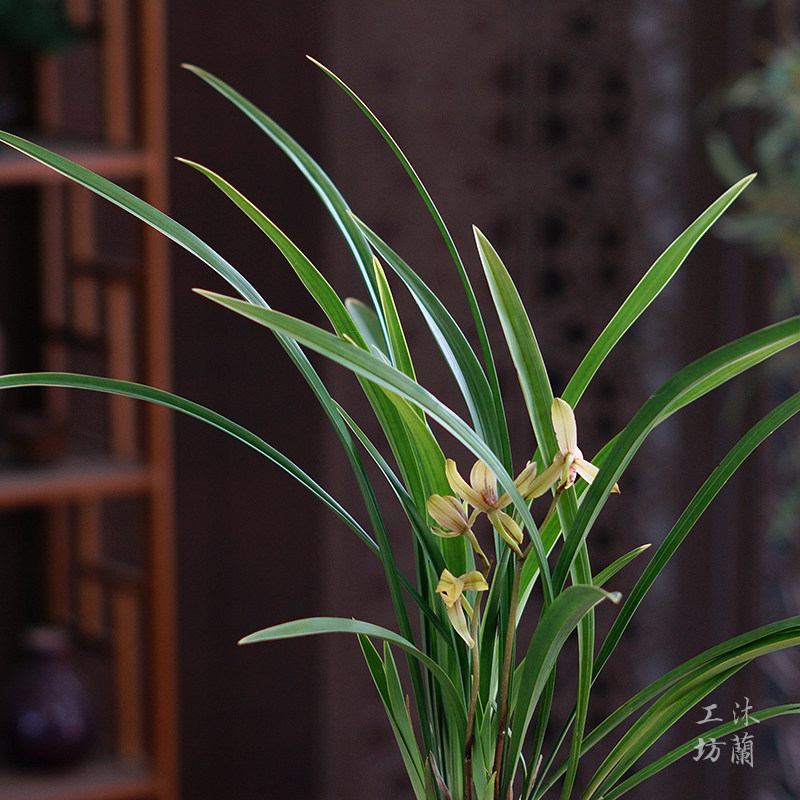 兰花国兰建兰盆栽小桃红室内桌面好养盆景书房茶桌办公桌教师节礼