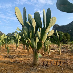 米邦塔可食用仙人掌多肉大型绿植盆栽耐寒室内户外造景好看易养活