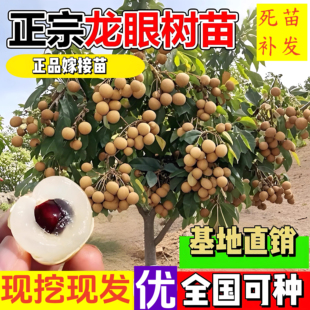 优选龙眼树苗嫁接果树苗特大带土球四季储良石硖四季种植当年结果