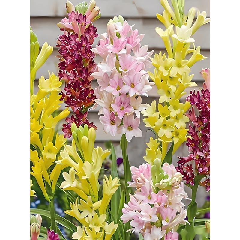 重瓣粉色晚香玉种球盆栽夜来香花苗室内外浓香花卉绿植物阳台庭院