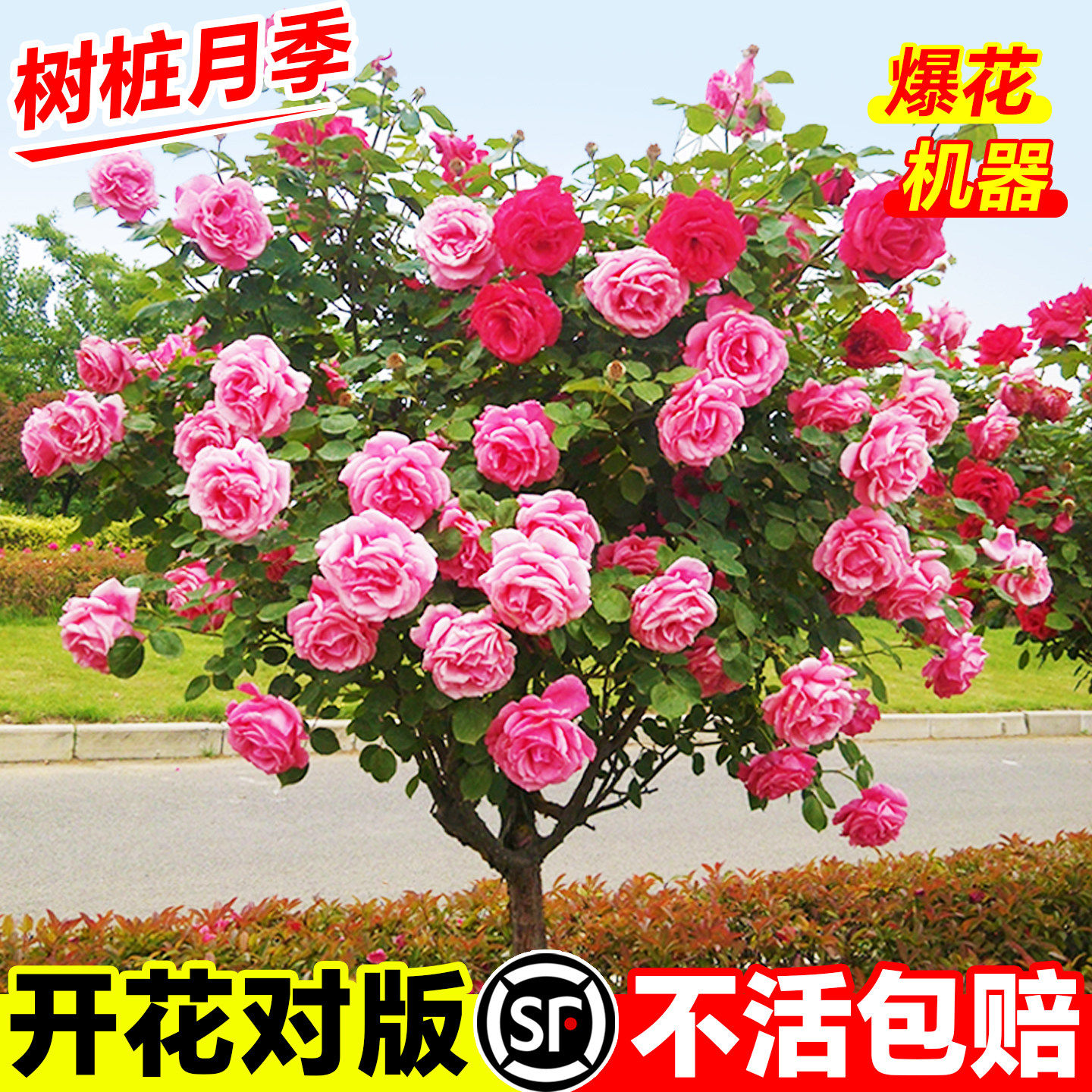 树桩月季特大花庭院植物嫁接花苗树状棒棒糖月季树苗盆栽玫瑰花卉