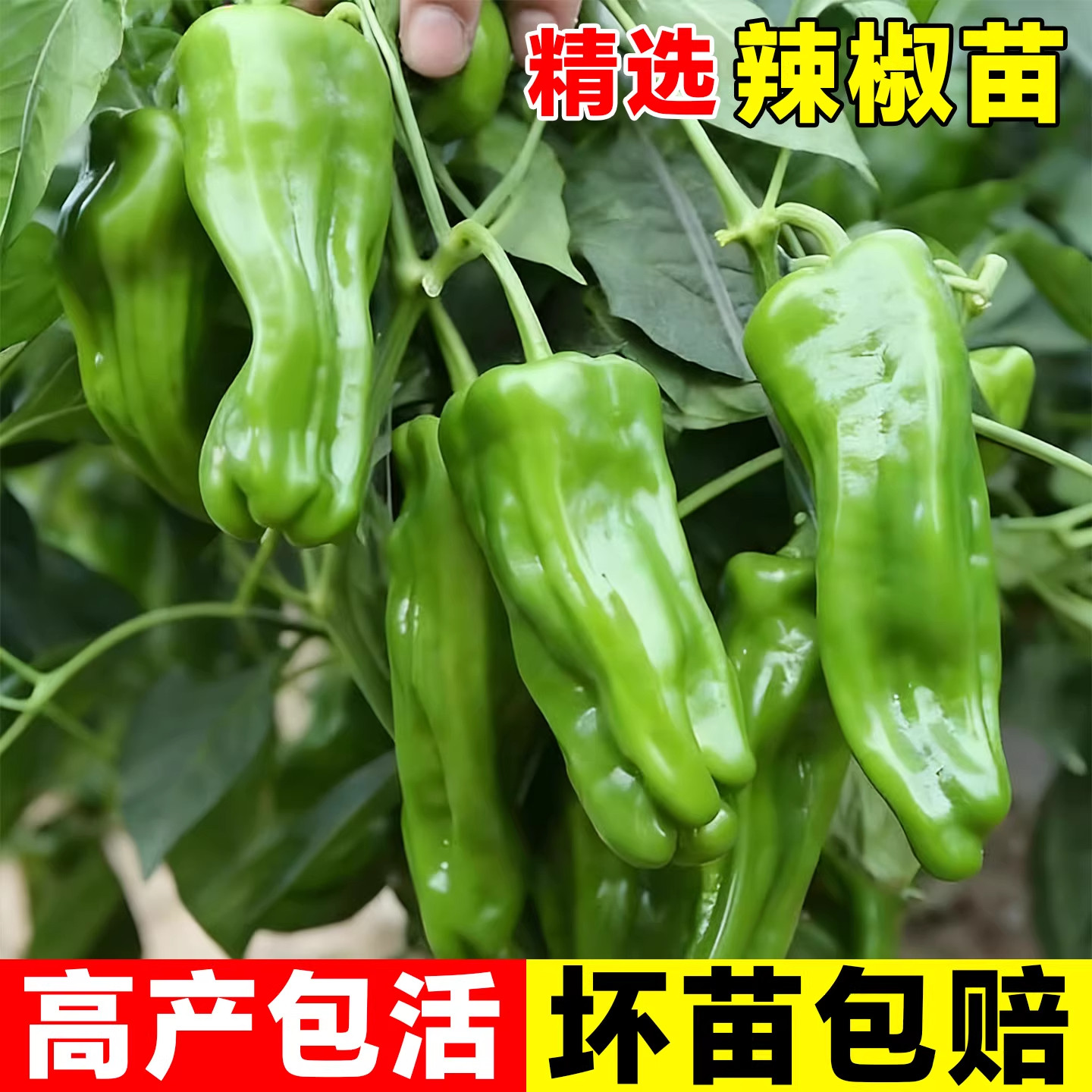 湖南香辣二荆条辣椒苗早熟特长辣椒种籽四季盆栽阳台南方种蔬菜苗,鲜花速递/花卉仿真/绿植园艺,种苗/半成品盆栽,淘宝优惠券,粉丝福利购,淘宝优惠卷