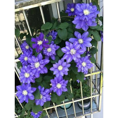 耐寒爬藤植物铁线莲盆栽