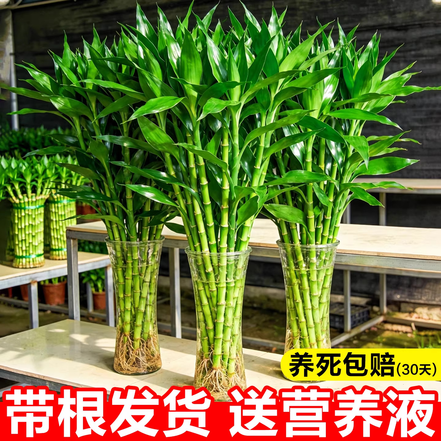 富贵竹盆栽水培植物室内客厅绿植大号含盆易养护送花瓶生根粉,鲜花速递/花卉仿真/绿植园艺,绿植,淘宝优惠券,粉丝福利购,淘宝优惠卷