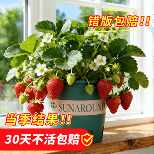 草莓苗秧盆栽带盆栽好黑珍珠玄玉红颜奶油草莓四季特大号果树批发