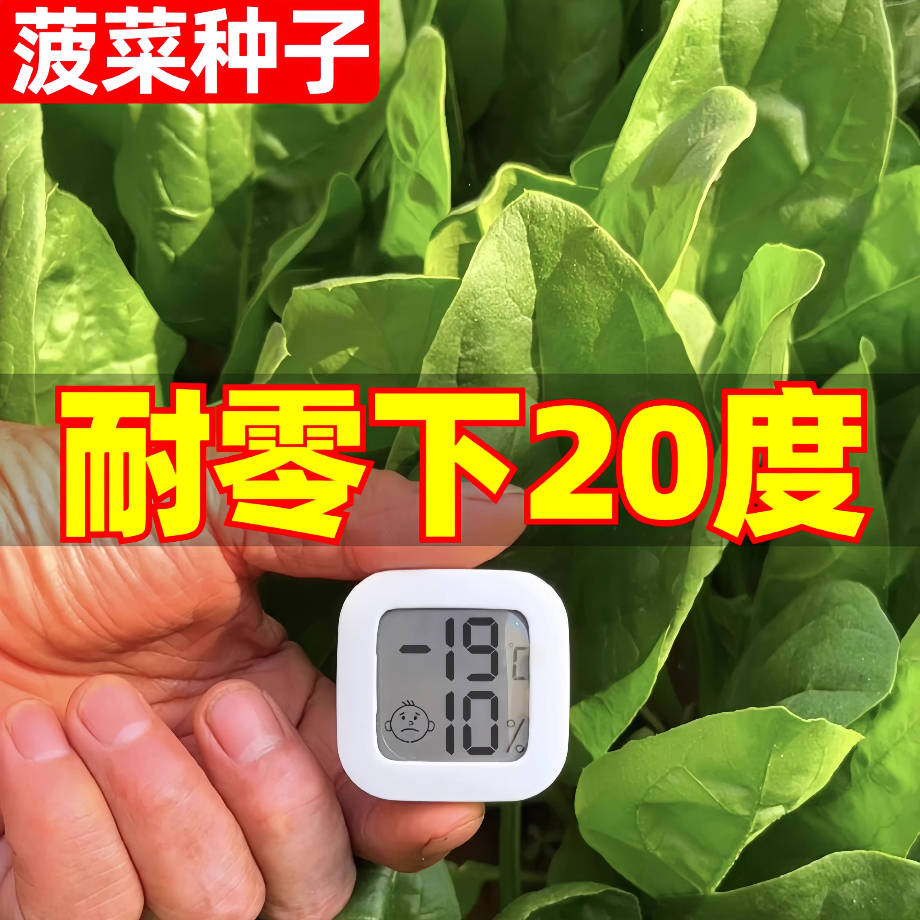 耐寒菠菜籽种子大全秋冬季耐冻蔬菜北方室外阳台种植越冬红根大叶,鲜花速递/花卉仿真/绿植园艺,家庭园艺种子,淘宝优惠券,粉丝福利购,淘宝优惠卷