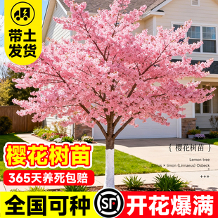 日本樱花树苗庭院盆栽室内外种植耐寒门前旺宅风景树十大名贵大树