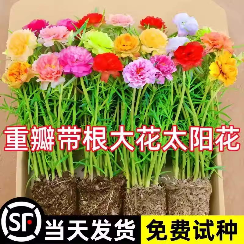 重瓣太阳花苗多色带根混色马齿笕向日葵/太阳花