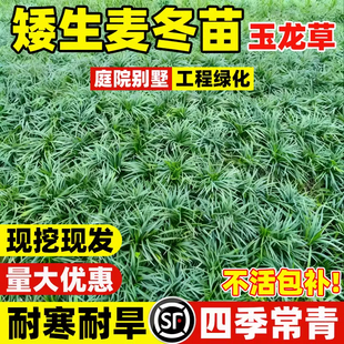 矮麦冬草庭院玉龙草苗耐寒践踏园林绿化苗木草坪植物金边麦冬草苗