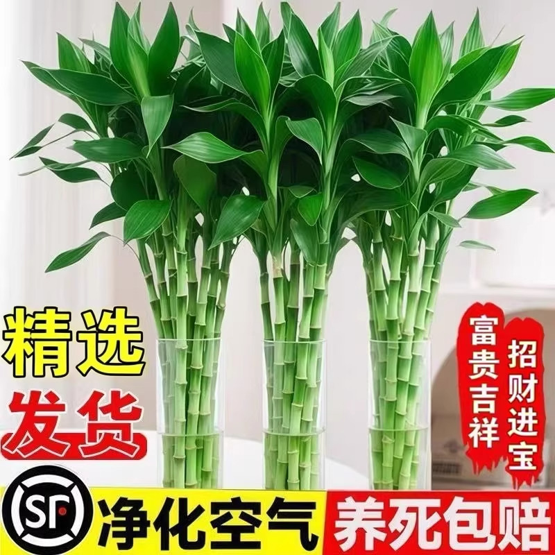 富贵竹盆栽水培植物室内客厅绿植大号含盆易养护送花瓶生根粉,鲜花速递/花卉仿真/绿植园艺,绿植,淘宝优惠券,粉丝福利购,淘宝优惠卷