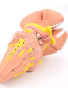 医信MDCD大脑内囊与基底节模型小脑模型脑干脑解剖模型神经科可拆