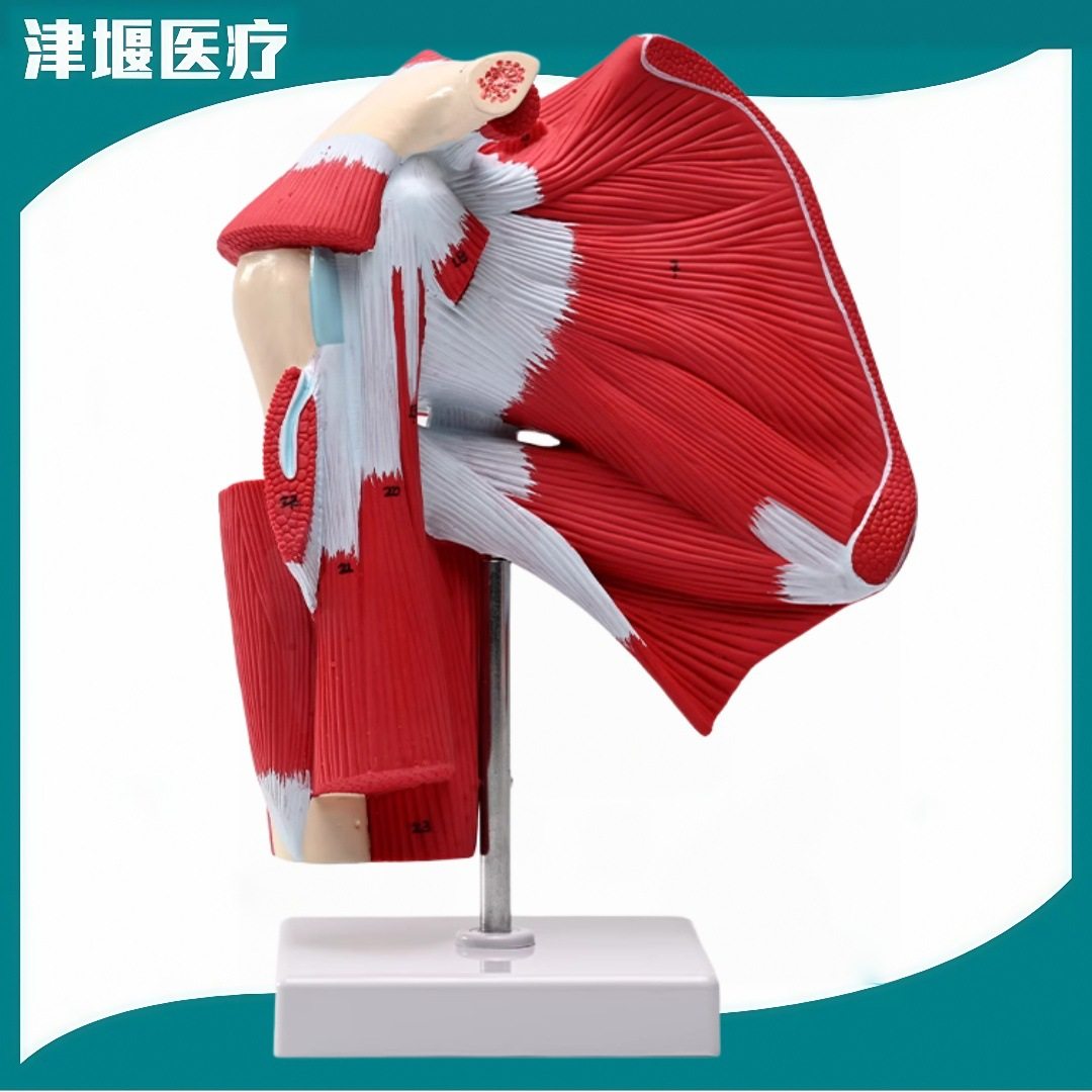 医学肩关节附肌肉肌腱模型带数字标识人体肌肉解剖康复训练医学教,文具电教/文化用品/商务用品,教学标本/模型,淘宝优惠券,粉丝福利购,淘宝优惠卷