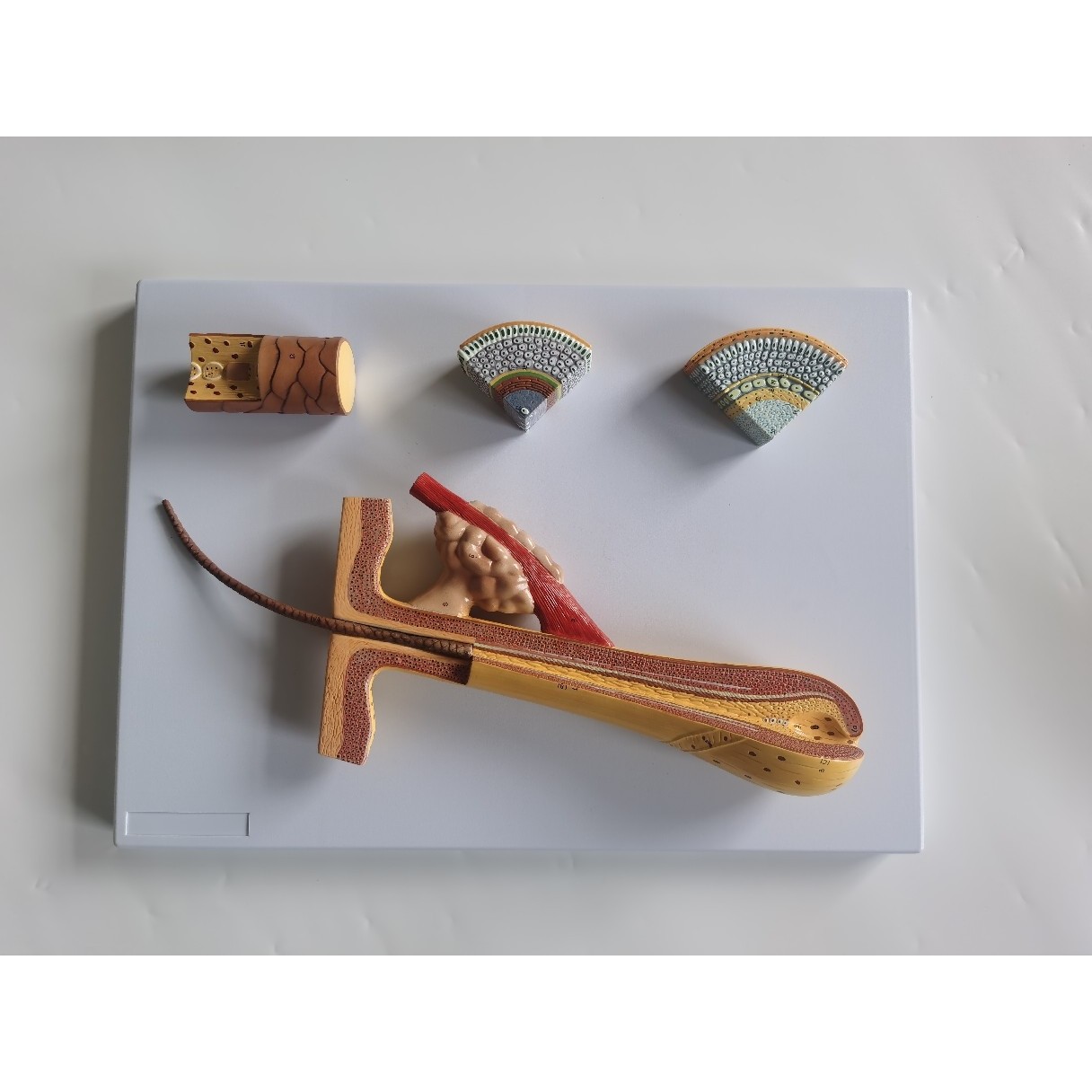 SMM012013头发解剖模型，头皮头发解剖模型，头皮移植头发模型,文具电教/文化用品/商务用品,教学标本/模型,淘宝优惠券,粉丝福利购,淘宝优惠卷