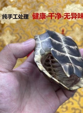 铜乌龟壳六爻起卦用具铜钱工具z爻卦金钱龟甲龟壳周易八卦家居摆