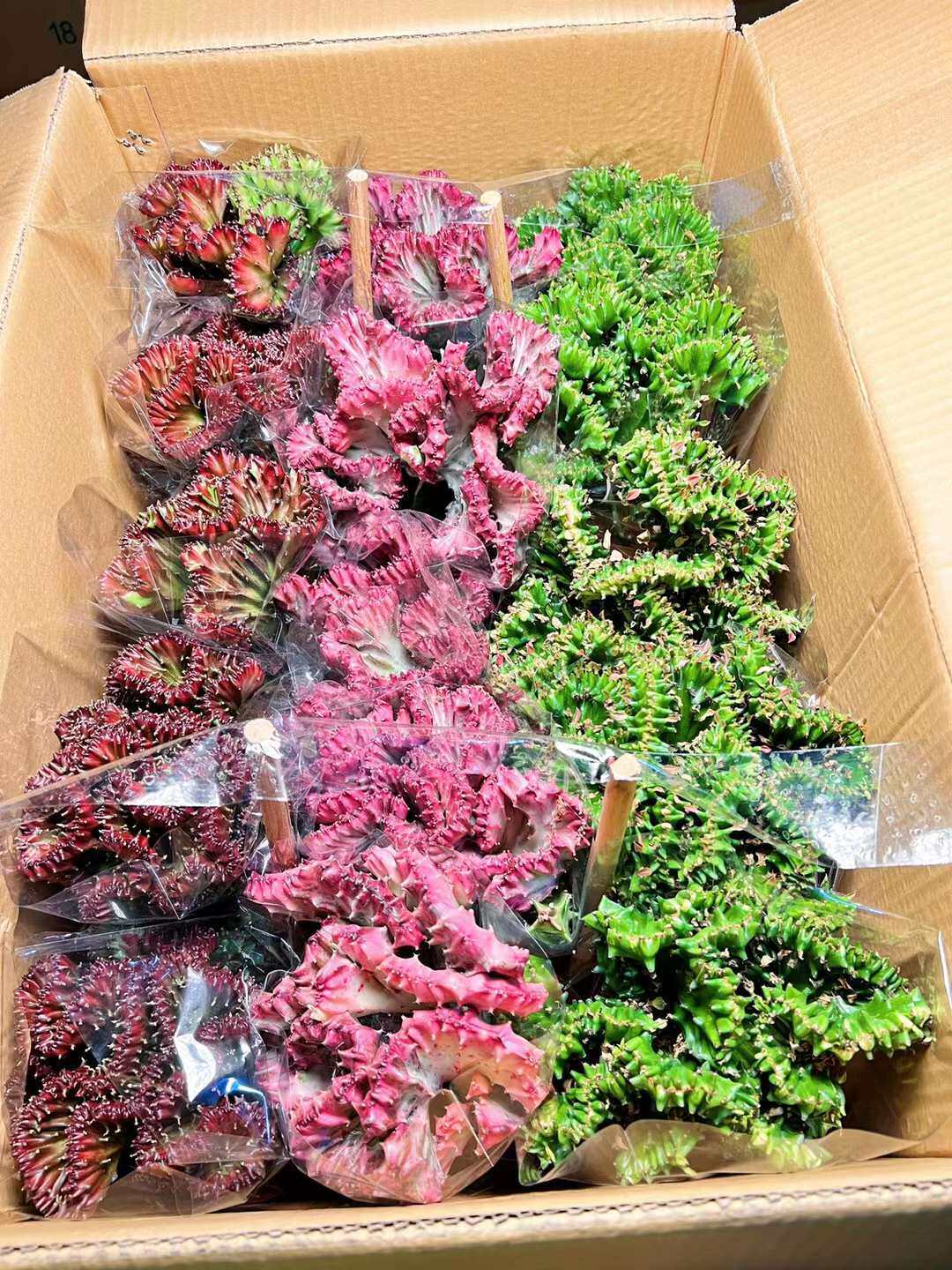 基地直销仙人球多肉植物小盆栽花卉居家绿植三色春风15装
