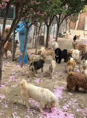 让您整年的爱有个归宿  陕西渭南小动物爱心之家
