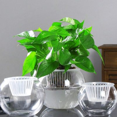 创意水培植物玻璃花瓶透明水养绿萝花盆容器插花瓶圆球形鱼缸器皿