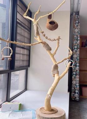 。干树枝原木树枝杈艺术枯枝去皮树枝鸟站架灯架壁挂衣架树枝装饰