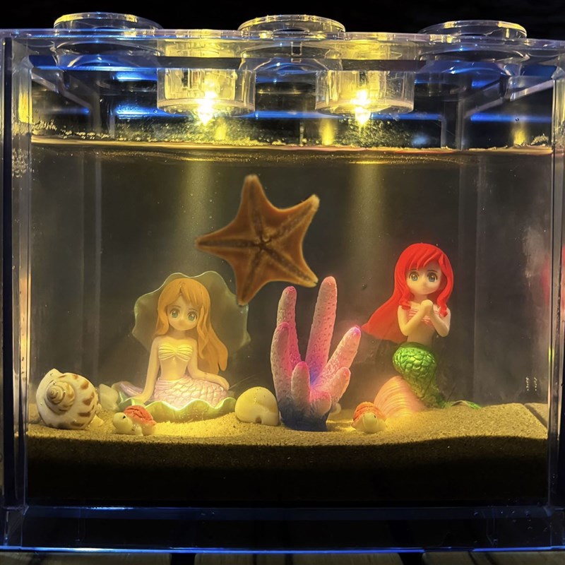 网红桌面海星饲养海水观赏水族懒人海星宠物海洋缸海星小朋友礼物