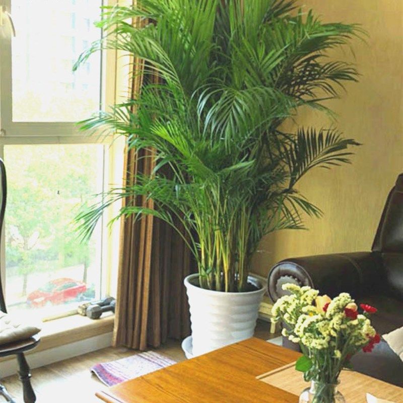 大型绿植散尾葵盆栽展会植物凤尾竹阳台客厅办公室净化空气送新房