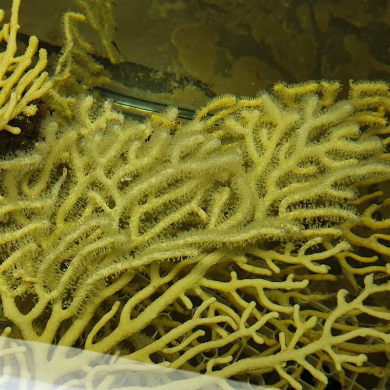 海树珊瑚造景g水族海水树花草珊瑚树枝非彷真珊瑚鱼缸海缸造景摆