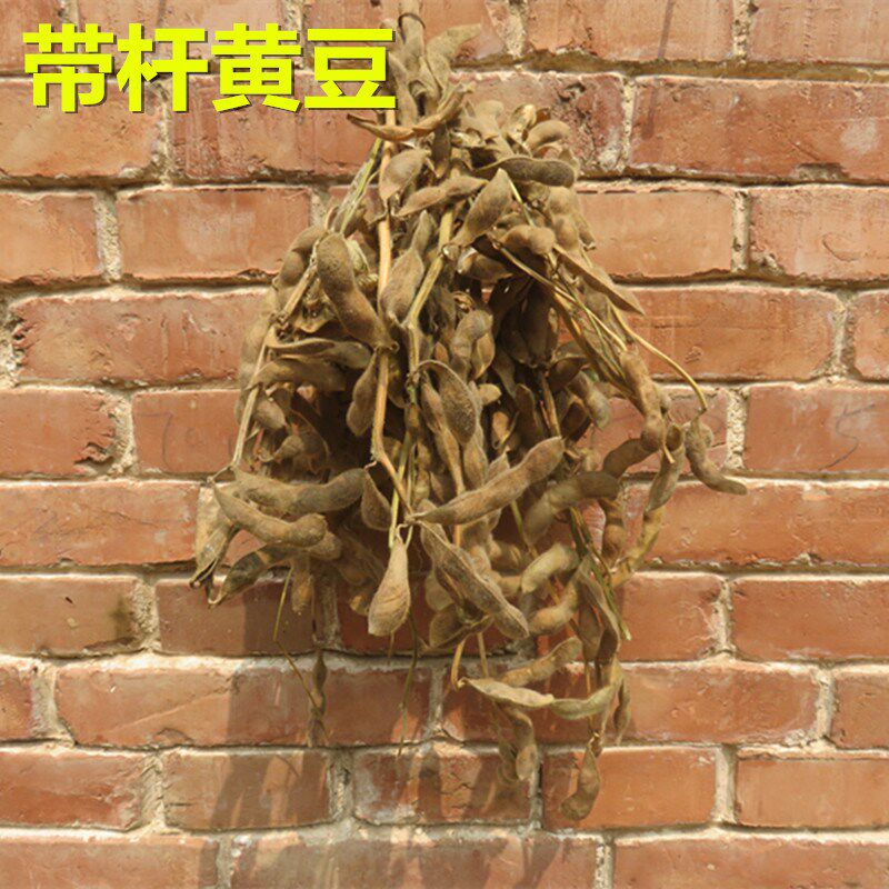 黄豆秸秆丰收节农作物装饰农家乐拍摄道具带杆大豆壳豆荚五谷丰登