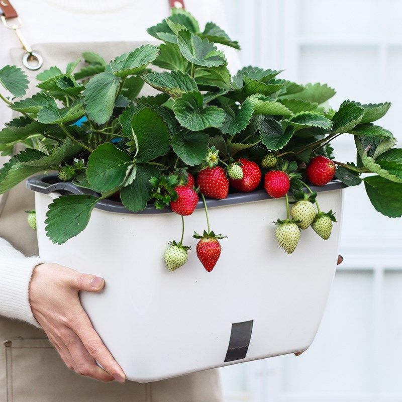 阳台种菜盆蔬菜种植箱懒人花盆自吸水塑料花箱长方形草莓种植专用,鲜花速递/花卉仿真/绿植园艺,花盆,淘宝优惠券,粉丝福利购,淘宝优惠卷