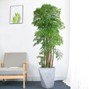 羽叶福禄桐d盆栽客厅办公室大型绿植老桩丛生羽叶金钱兜植物