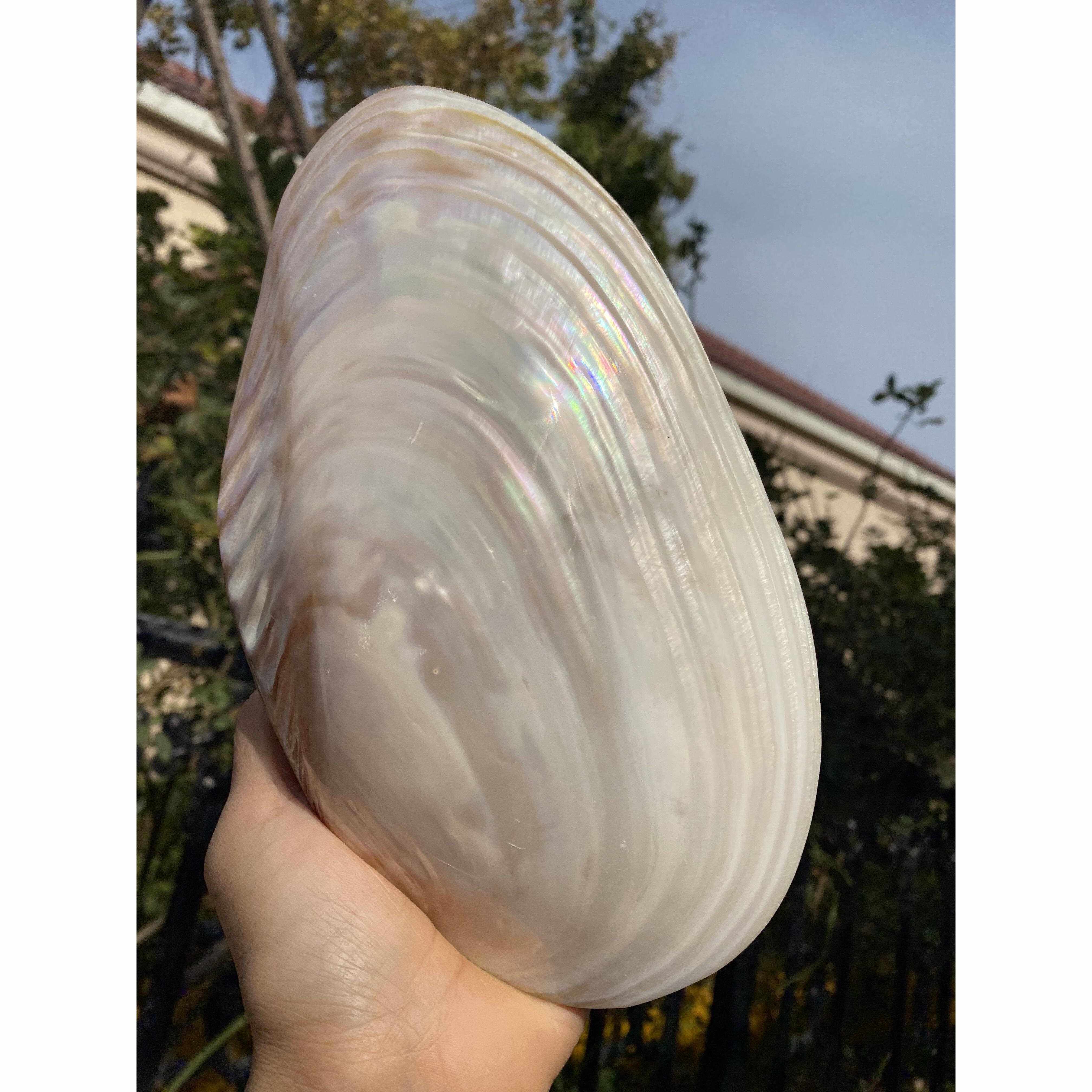 18-26公分特大天然珍珠蚌贝壳 双面 炫彩光泽 天然贝壳海螺