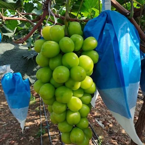 阳光玫瑰葡萄专用葡萄袋 绿色葡萄套袋 蓝色三色套袋晴王 葡萄纸