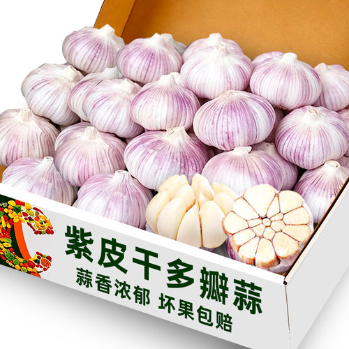 紫皮干多瓣蒜25个4cm左右大小
