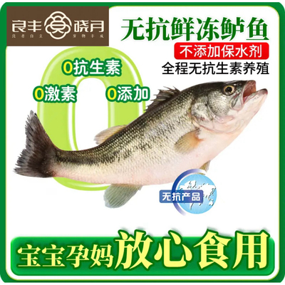 良丰晓月无抗鲜冻鲈鱼0抗生素