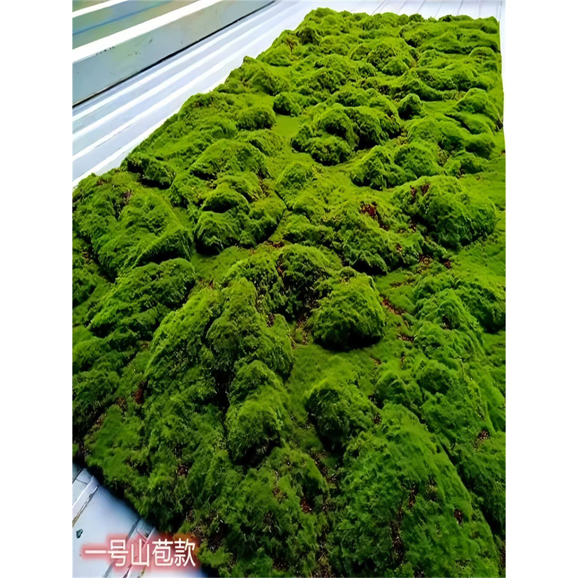 仿真苔藓造景草皮上墙商场墙贴花墙植物墙盆栽橱窗青苔地毯草坪