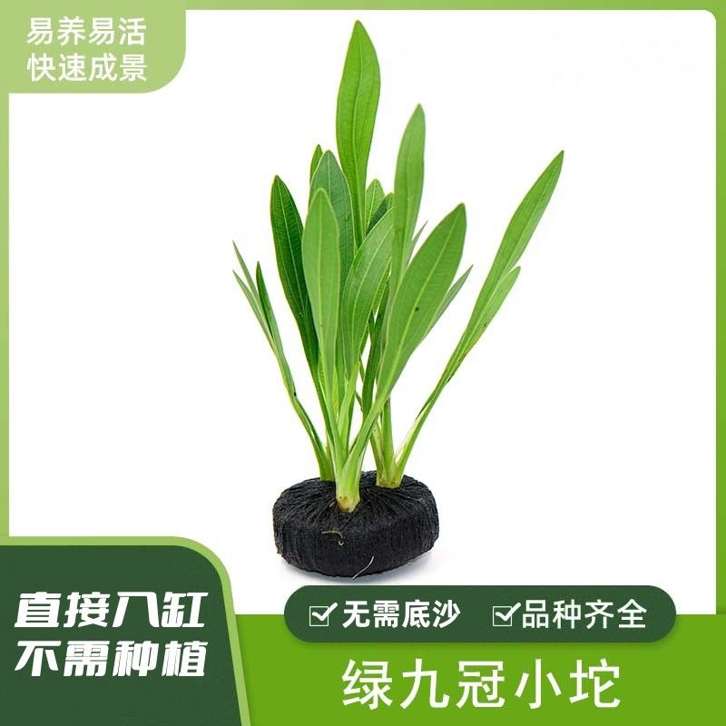 小绿九冠迷你九冠懒人真水草鱼缸装饰活体植物淡水中后景阴性坨草