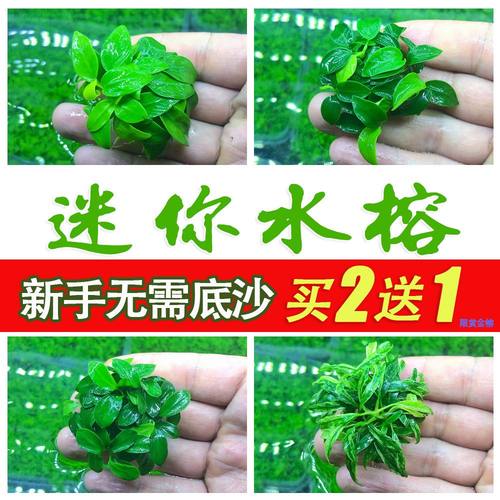 迷你型水榕类 迷你榕牡丹榕沉木造景种子 小缸微型缸阴性水草易养